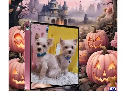Mocha available Yorkshire Terrier puppy located in Modesto